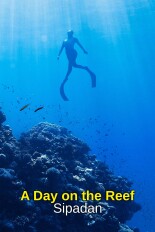 A Day on the Reef: Sipadan