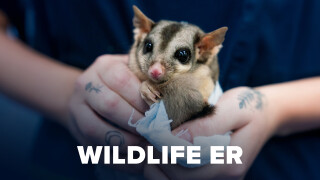 Wildlife ER