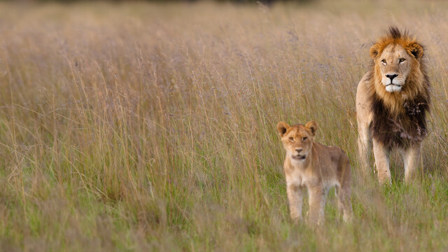 Lion Brotherhood