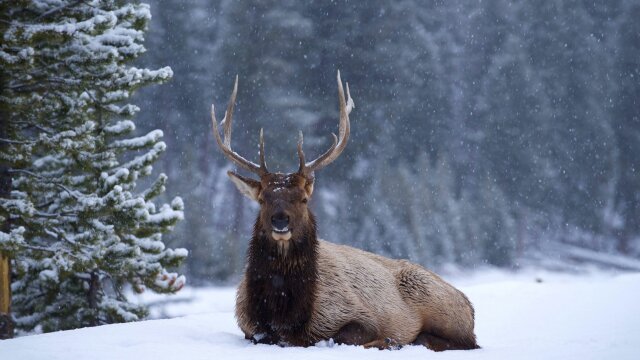 Great Yellowstone Thaw