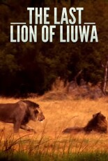 The Last Lion of Liuwa
