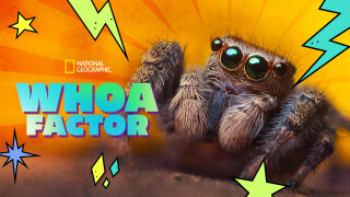 Whoa Factor