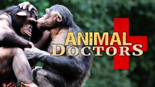Animal Doctors