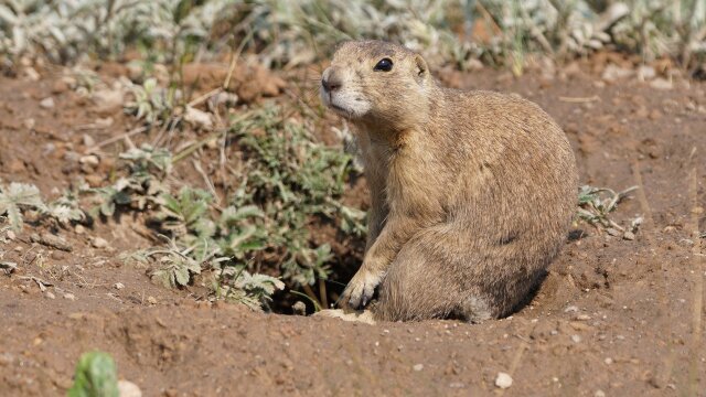 Prairie Dog Manor