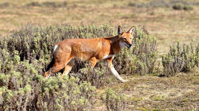 Megeti - Africa's Lost Wolf