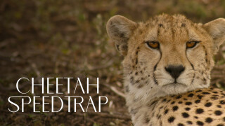 Cheetah Speed Trap