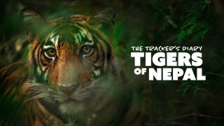 The Tracker's Diary: Tigers of Nepal