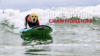 2026 World Dog Surfing Championships Best Waves