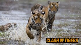 Clash of Tigers