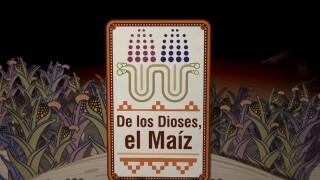 De los dioses, el maíz
