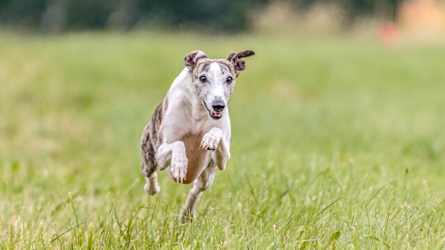 2023 AKC National Championship Dog Show Presented By Royal Canin