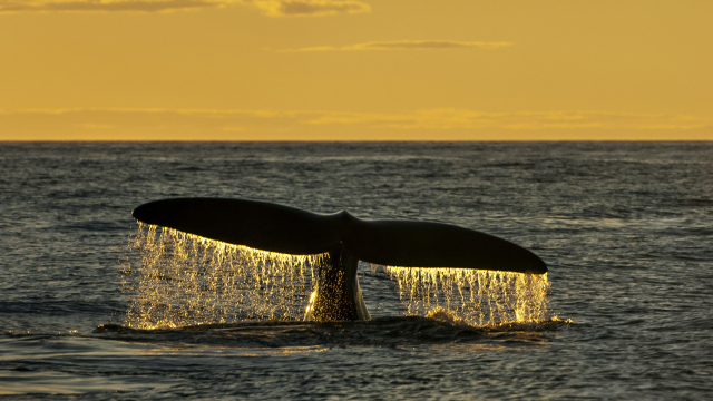 Sea Change: The Gulf of Maine, A NOVA Special Presentation