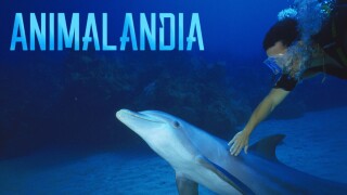 Animalandia