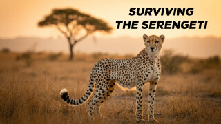 Surviving the Serengeti