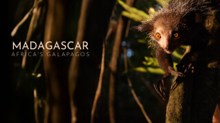 Madagascar: Africa's Galapagos