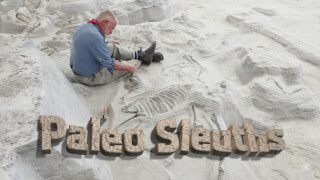 Paleo Sleuths