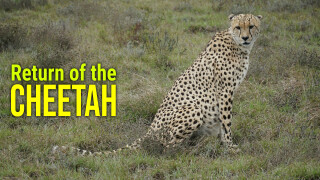 Return of the Cheetah