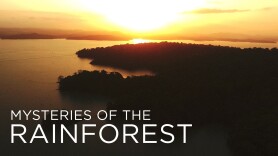Mysteries of the Rainforest