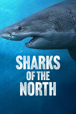 Sharks of the North
