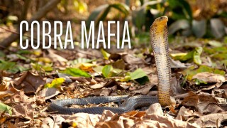 Cobra Mafia