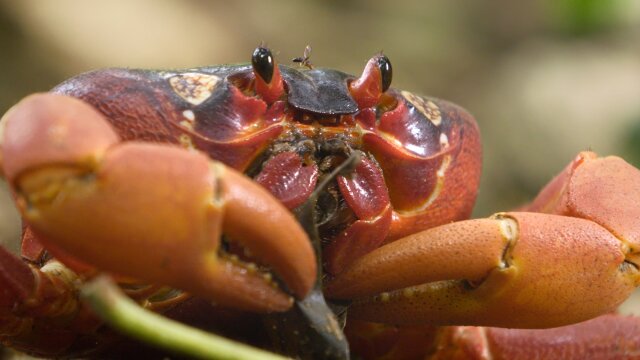 The Giant Robber Crab