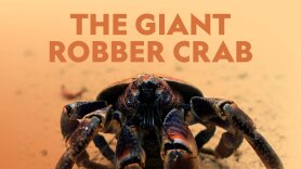 The Giant Robber Crab