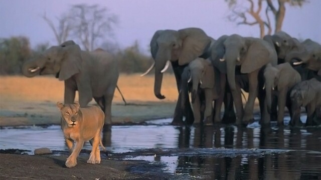 Lions and Giants