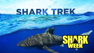 Shark Trek