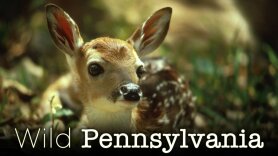 Wild Pennsylvania