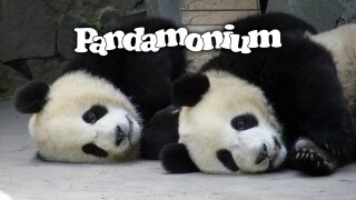 Pandamonium