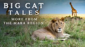 Big Cat Tales: More From the Mara Region