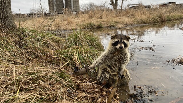 North American Trapper