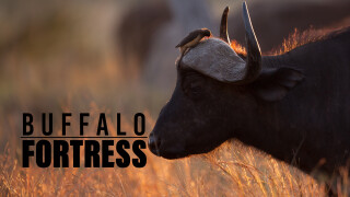 Buffalo Fortress