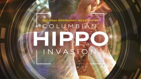 National Geographic Investigates - Invaders: Colombia's Hippos