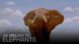 An Apology to Elephants