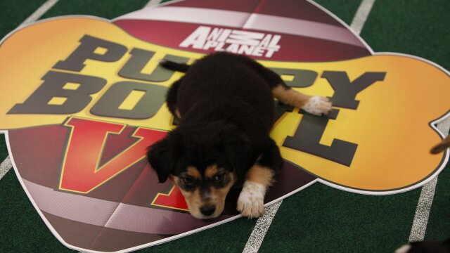 Puppy Bowl VI