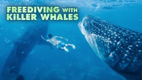 Freediving with Killer Whales