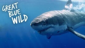 Great Blue Wild