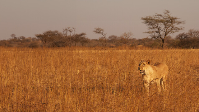 Lodging With Lions