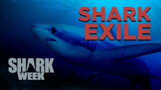 Shark Exile