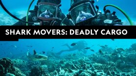 Shark Movers: Deadly Cargo