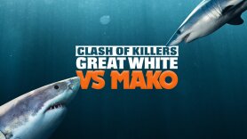 Clash of Killers: Great White vs Mako