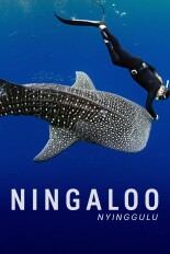 Ningaloo: Australia's Ocean Wonder