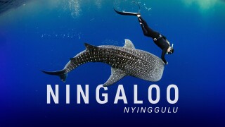 Ningaloo: Australia's Ocean Wonder