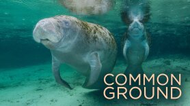 Common Ground