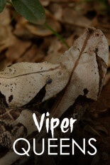 Viper Queens