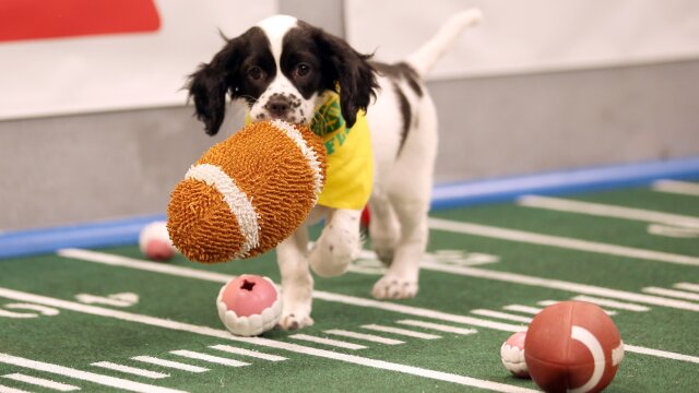 Puppy Bowl: Best of Inside the Bowl