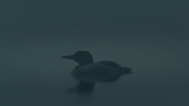 Loons: A Cry From the Mist