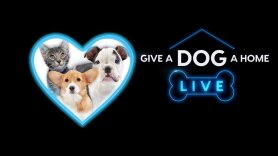 Give A Dog A Home Live!