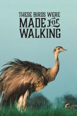These Birds Were Made for Walking